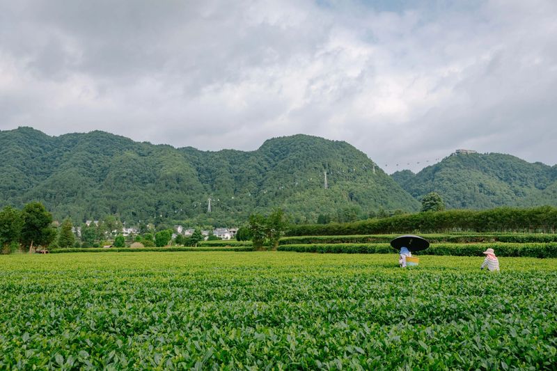 有关于“村”意盎然的中国，单日交易额超百万的茶青村市的信息(15)