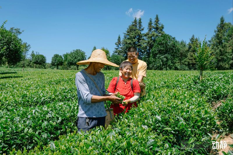 有关于“村”意盎然的中国，单日交易额超百万的茶青村市的信息(4)
