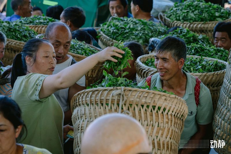 有关于“村”意盎然的中国，单日交易额超百万的茶青村市的信息(1)