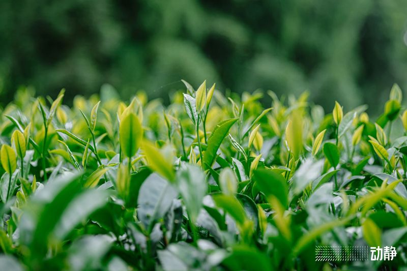 有关于“村”意盎然的中国，单日交易额超百万的茶青村市的信息(13)