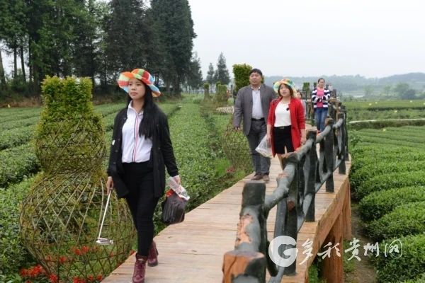 关于遵义凤冈：茶园里“长”出的4A级景区的信息(6)