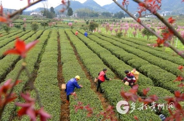 关于遵义凤冈：茶园里“长”出的4A级景区的信息
