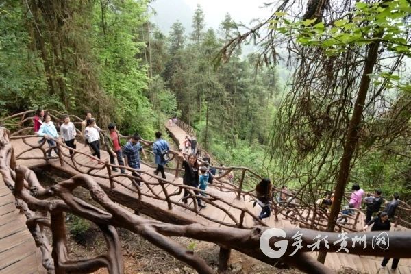 关于遵义凤冈：茶园里“长”出的4A级景区的信息(1)