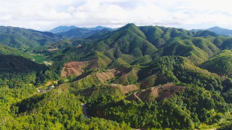 有关于小叶子“变身”大产业 东源茶产业迈入高质量发展快车道的资讯(3)