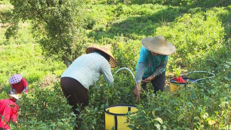 有关于小叶子“变身”大产业 东源茶产业迈入高质量发展快车道的资讯(1)