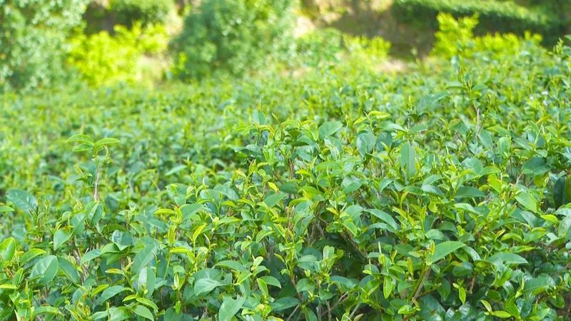 有关于小叶子“变身”大产业 东源茶产业迈入高质量发展快车道的资讯(4)