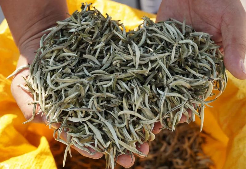 有关于普洱思茅：又到春茶飘香季 茶香满城客来早的资讯(3)