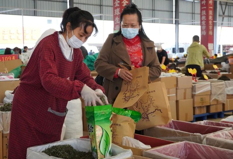 有关于普洱思茅：又到春茶飘香季 茶香满城客来早的资讯(4)