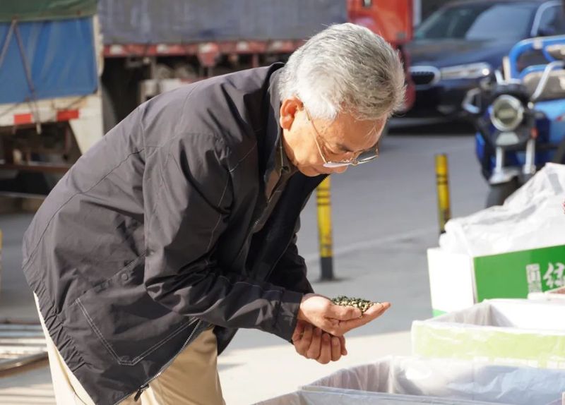 有关于普洱思茅：又到春茶飘香季 茶香满城客来早的资讯(5)