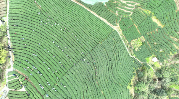 有关于壮乡春来早 桂茶香天下  2024广西春茶暨昭平有机茶开采系列活动启动仪式在贺州昭平举行的内容(4)