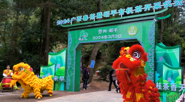 有关于壮乡春来早 桂茶香天下  2024广西春茶暨昭平有机茶开采系列活动启动仪式在贺州昭平举行的内容(1)
