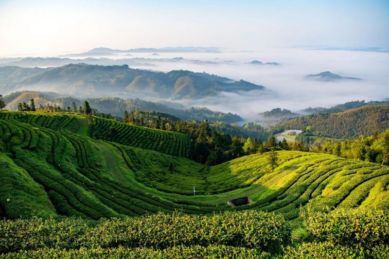 有关于“一带一路”典型案例⑦凭啥绝技，这家企业占湖南茶叶出口半壁江山？的相关内容(3)