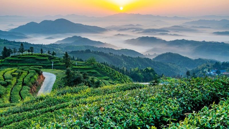 有关于“一带一路”典型案例⑦凭啥绝技，这家企业占湖南茶叶出口半壁江山？的相关内容(4)