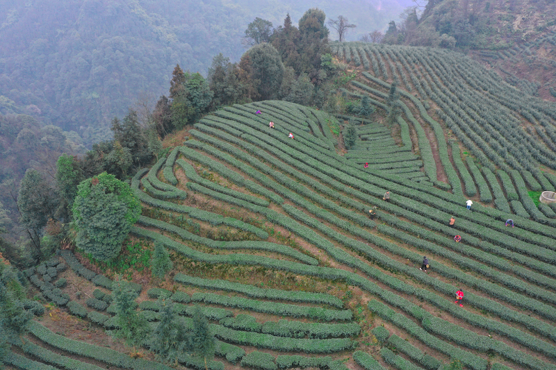 关于富硒茶采摘忙 茶农喜提今年“首桶金”的资讯