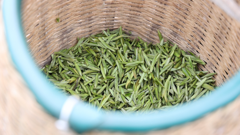 关于富硒茶采摘忙 茶农喜提今年“首桶金”的资讯(2)