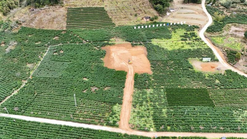 关于第六届政和白茶开茶节将在石屯镇西津畲族村举行的消息