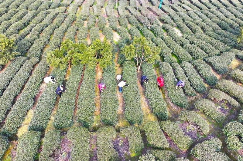 关于抢头“彩”！宜茶集团早茶基地开园争“鲜”的内容(1)