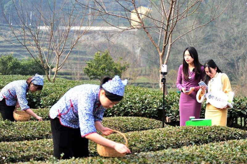 关于抢头“彩”！宜茶集团早茶基地开园争“鲜”的内容(5)