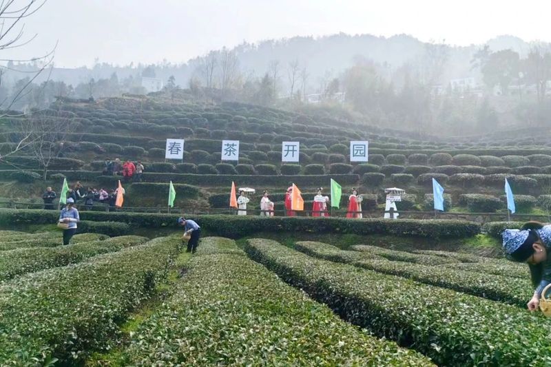 关于抢头“彩”！宜茶集团早茶基地开园争“鲜”的内容