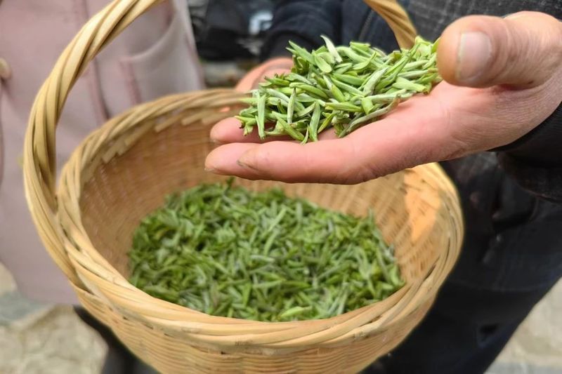 关于抢头“彩”！宜茶集团早茶基地开园争“鲜”的内容(8)