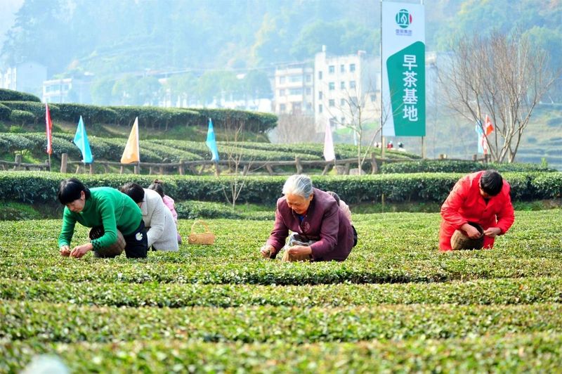 关于抢头“彩”！宜茶集团早茶基地开园争“鲜”的内容(9)