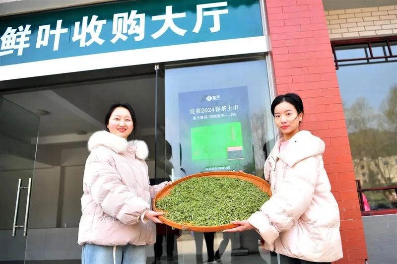 关于抢头“彩”！宜茶集团早茶基地开园争“鲜”的内容(6)