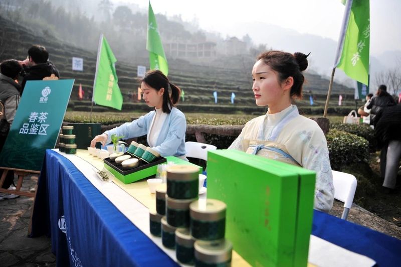 关于抢头“彩”！宜茶集团早茶基地开园争“鲜”的内容(4)