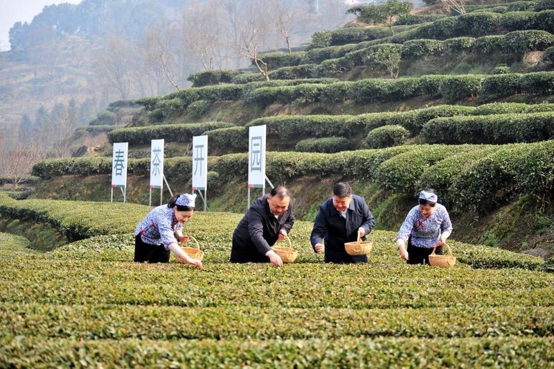 关于抢头“彩”！宜茶集团早茶基地开园争“鲜”的内容(2)