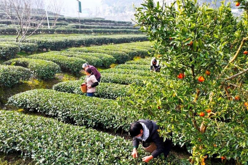 关于抢头“彩”！宜茶集团早茶基地开园争“鲜”的内容(7)