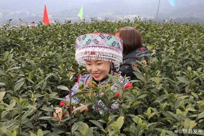 有关于明前茶开采 珙县游人如织的消息(4)