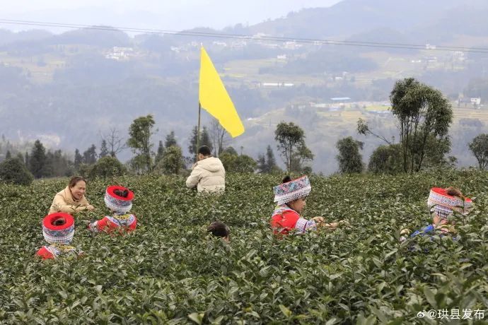 有关于明前茶开采 珙县游人如织的消息(1)