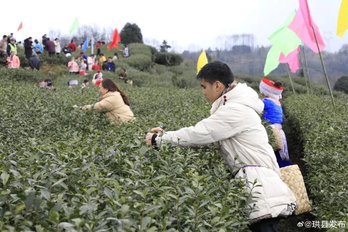 有关于明前茶开采 珙县游人如织的消息(8)