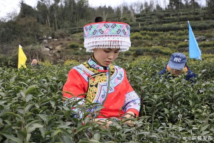 有关于明前茶开采 珙县游人如织的消息(3)