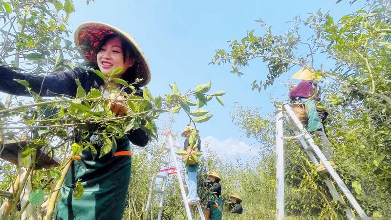 关于上春山，采春茶，品春天味道！的消息(1)