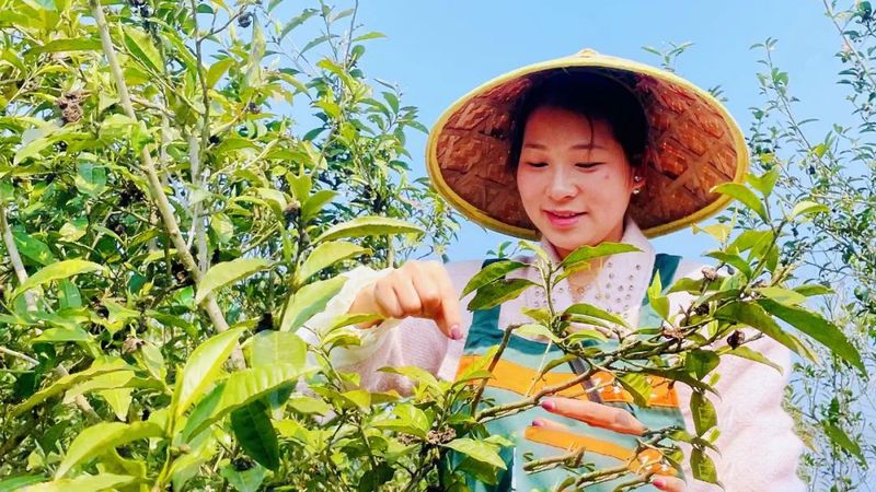 关于上春山，采春茶，品春天味道！的消息(3)