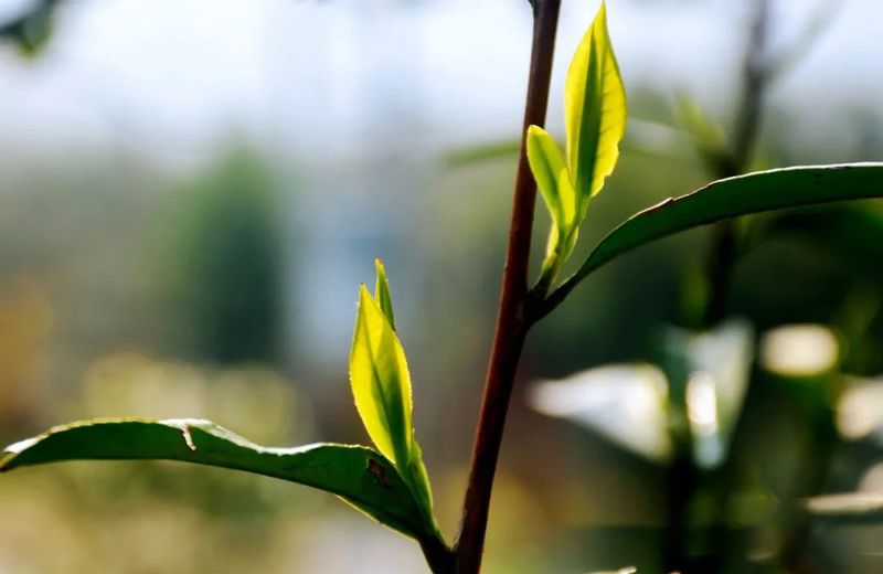 关于上春山，采春茶，品春天味道！的消息(4)