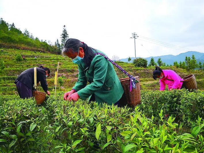 关于株洲炎陵：高山春茶抢“鲜”采的新闻