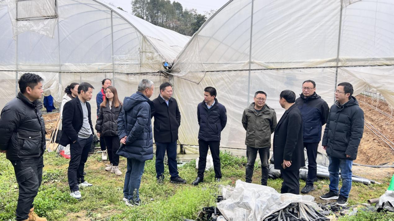 有关于吉首市与省茶科所专家团共谋湘西黄金茶发展大计的资讯