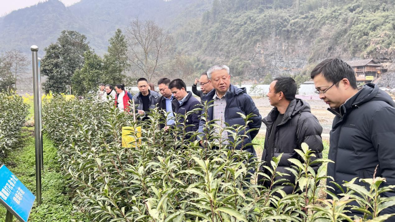 有关于吉首市与省茶科所专家团共谋湘西黄金茶发展大计的资讯(1)