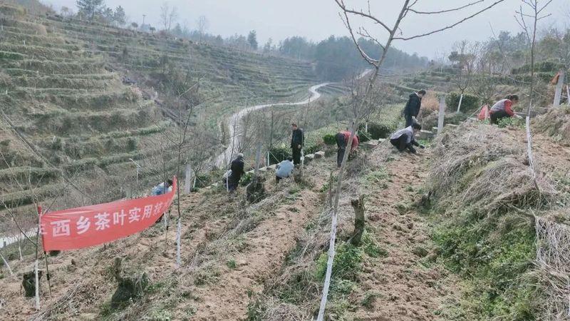 关于西乡县：科技特派员开展培训指导助力茶产业发展的信息