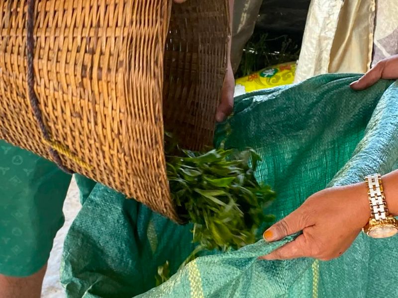 关于茶叶年产值超千万！宁洱这个“茶村”又忙起来了的新闻(4)