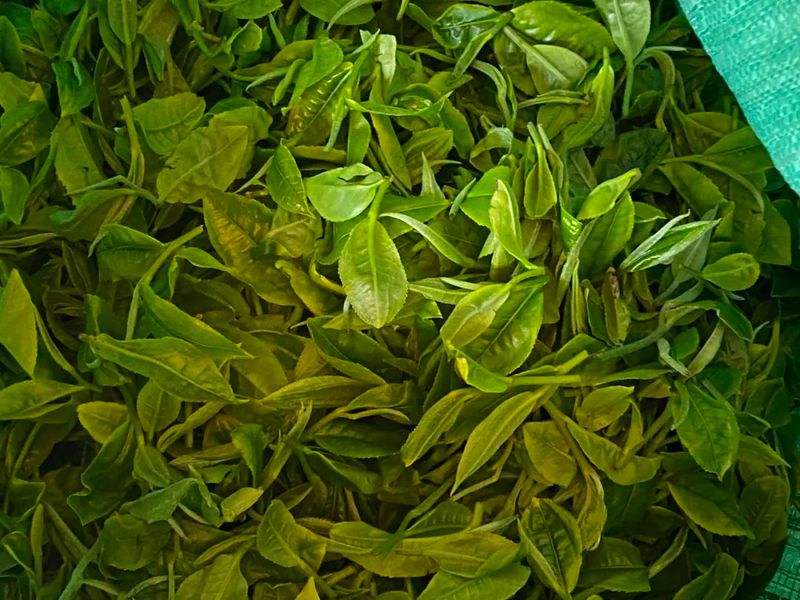 关于茶叶年产值超千万！宁洱这个“茶村”又忙起来了的新闻(5)