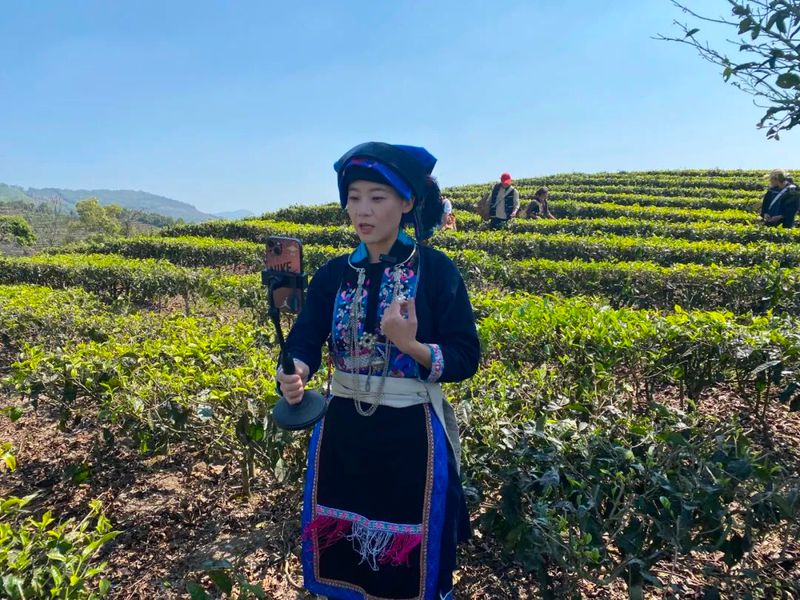 关于茶叶年产值超千万！宁洱这个“茶村”又忙起来了的新闻(1)