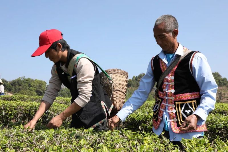 关于茶叶年产值超千万！宁洱这个“茶村”又忙起来了的新闻(2)