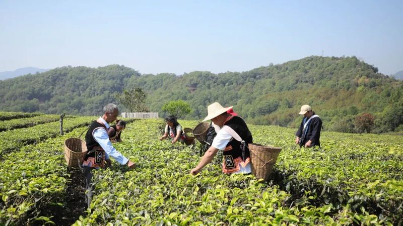 关于茶叶年产值超千万！宁洱这个“茶村”又忙起来了的新闻