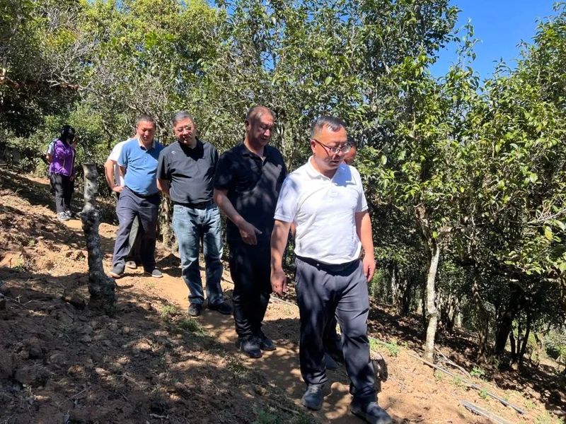 关于勐海县委主要领导到勐宋乡调研古茶山一二三产融合发展工作的内容(2)