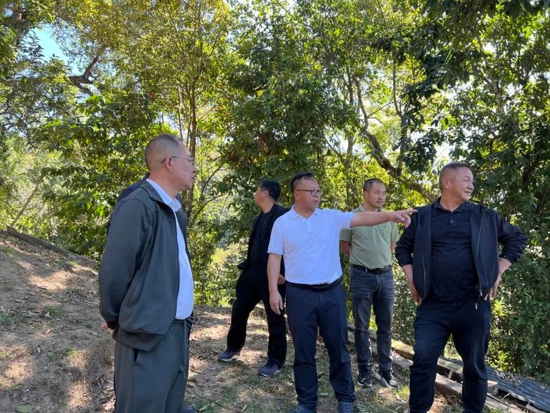 关于勐海县委主要领导到勐宋乡调研古茶山一二三产融合发展工作的内容