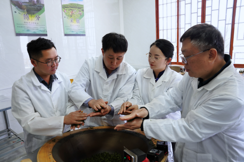 关于百色举行春茶开采系列活动的相关内容(3)