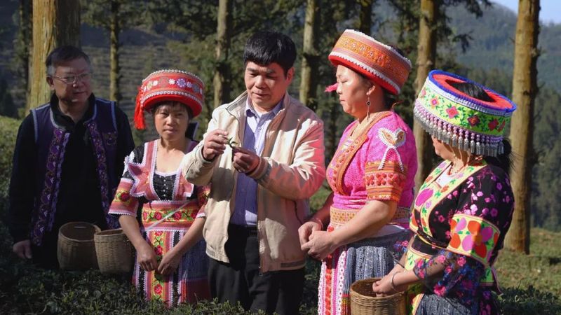 关于百色举行春茶开采系列活动的相关内容(1)