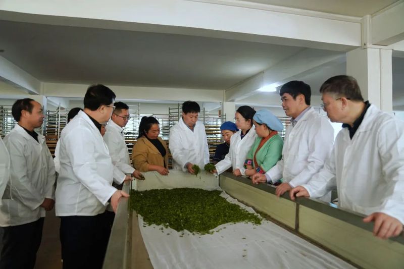 关于百色举行春茶开采系列活动的相关内容(2)